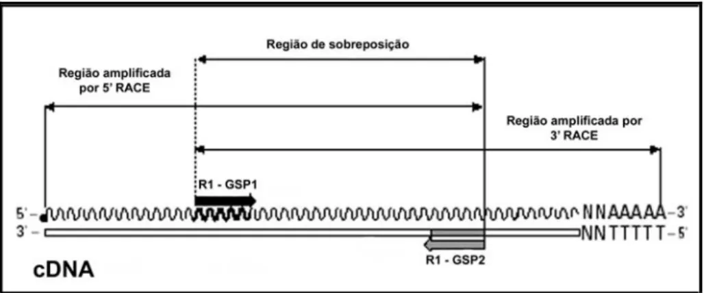 Figura 5: Relação entre os oligonucleotídeos específicos de ras1 (GSP1 e GSP2) e as  regiões amplificadas do cDNA alvo pelas reações de 5’- e 3’-RACE