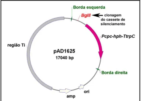Figura 8: Mapa do vetor pAD1625 utilizado para transfomação fúngica via Agrobacterium
