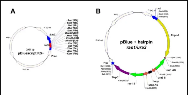 Figura 9: Representação dos vetores pBluescriptKS+ e pBlue + hairpin ras1/ura3. Em A a  região em vermelho correponde aos sítios de clonagem do vetor pBluescriptKS+, sendo que os  sítios de restrição estão indicados