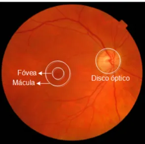 Figura 2.1. Principais partes anatômicas da imagem de retina: disco óptico, mácula e fóvea