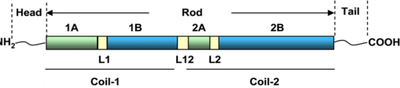 Figure 1.1: Schematic representation of IF protein structure. All IFs share a common tripartite structure with a conserved  central rod domain flanked by a N-terminal head domain and a C-terminal tail domain