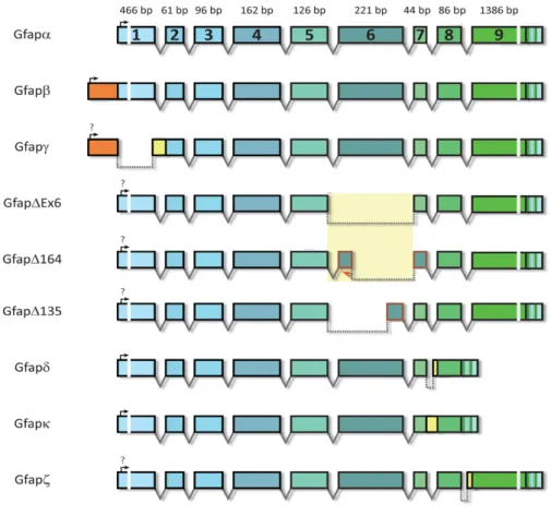 Figure 1.2: Different GFAP isoforms. At least nine GFAP transcript isoforms resulting from alternative mRNA splicing can  be found in the central and peripheral nervous systems