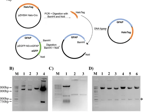 Figure  3.1:  Cloning  strategy  for  the  construction  of  a  mouse  GFAP-HaloTag  (mGFAP-HT)  fused  plasmid