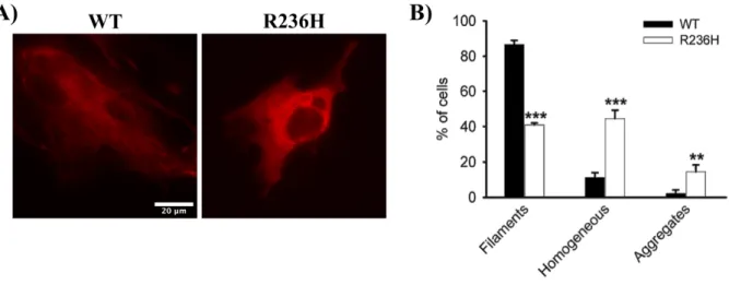 Figure 4.2: Alexander disease-related R236H mutation causes filament disorganization of GFAP
