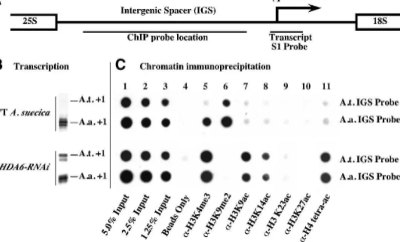 Figure 6. HDA6 is required for cytosine hypermethylation at silenced promoters. ChIP–chop PCR was used to evaluate  cyto-sine methylation density within A