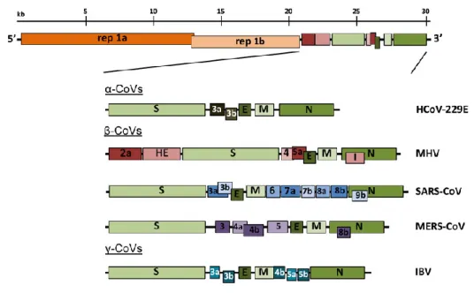 Figure  2  -  Schematic  representation  of  the  genome  organization  of  the  main  Open  Reading  Frames  (ORFs)  of  important CoV