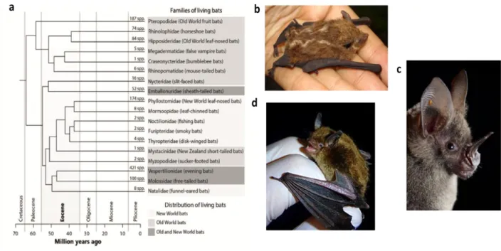 Figure 6 - Phylogeny of bats. (a) The time of the bat origin is represented in million years ago and described with the  geological periods (Peixoto et al., 2018)