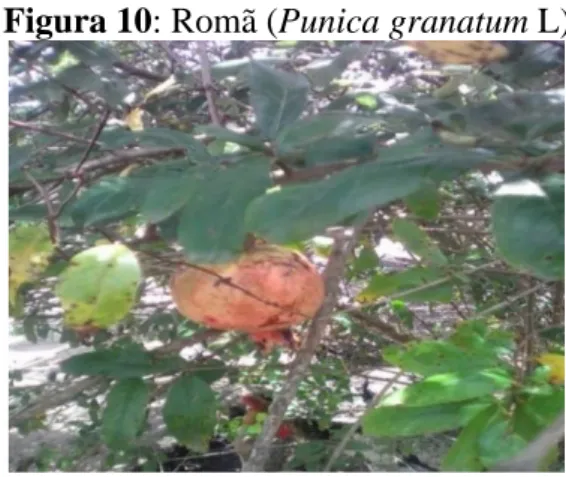 Figura 10: Romã (Punica granatum L) 