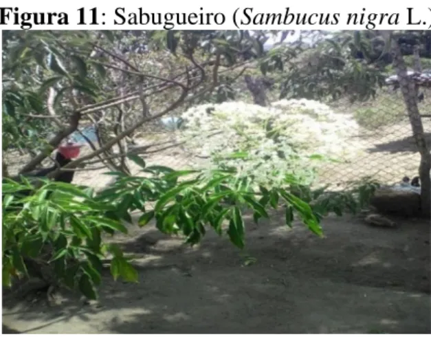 Figura 11: Sabugueiro (Sambucus nigra L.) 