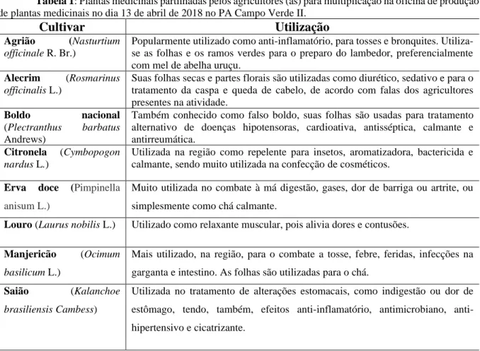 Figura 17: Mudas de plantas medicinais produzidas na oficina no PA Campo Verde II. 