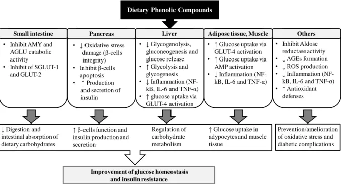 Figure  7  –  Potential  health  benefits  of  phenolic  compounds  on  management/control  of  hyperglycaemia  in  T2DM (adapted from [16])