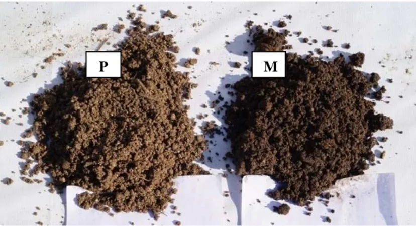 Figura  2.1-  Aspecto  do  solo  da  parcela  com  baixo  teor  em  MO  (P)  e  do  solo  da  parcela  com teor médio em MO (M)