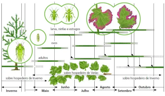 Figura 1.5 - Ciclo de vida da cigarrinha-verde (Rodrigues, 2010) 