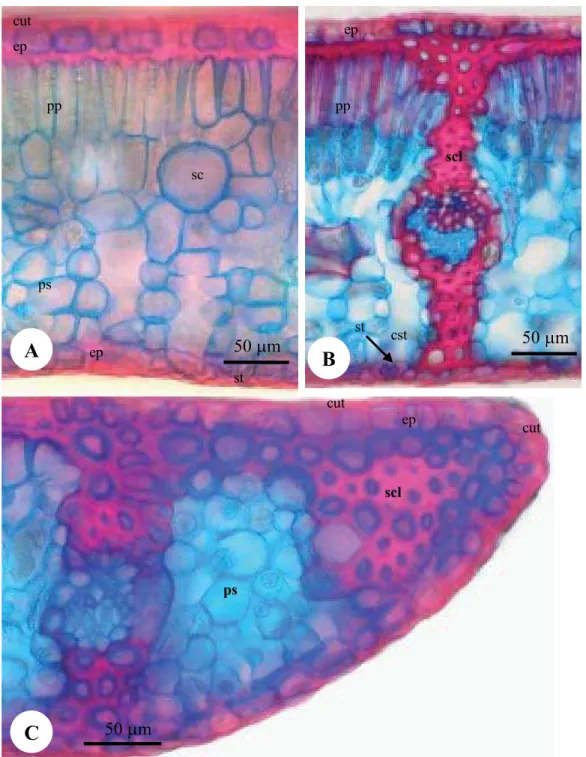 Figure 2. A. Portion of cross-section of the blade leaf of Ocotea duckei Vattimo showing the  cuticular membrane on the epidermis and the mesophyll with the palisade parenchyma on the  adaxial side and the spongy parenchyma on the abaxial side; B