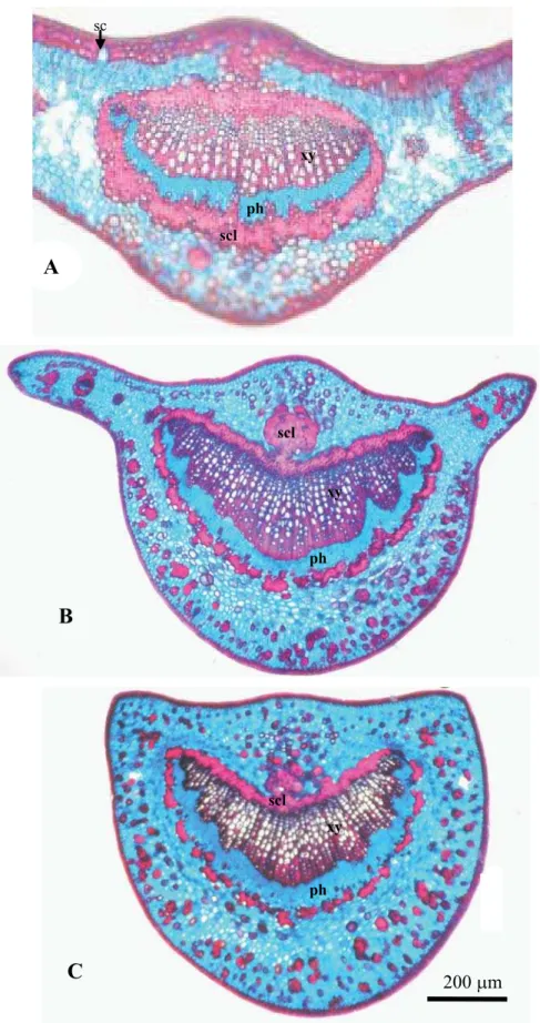 Figure 3. A. Cross-section of the blade leaf midrib in which the portion around  midrib is enlarged; B-C