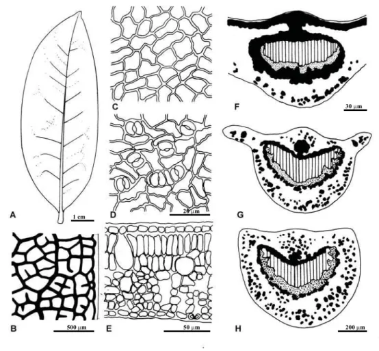 Figure 4.  Diagrammatic representation of the leaf of Ocotea duckei Vattimo:  A. 