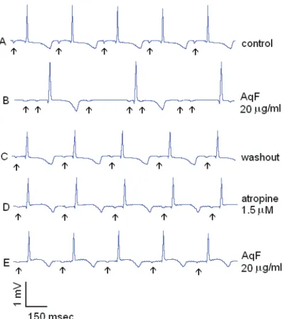 Figure 1. AqF effect on the ECG obtained from isolated guinea pig heart beating  spontaneously
