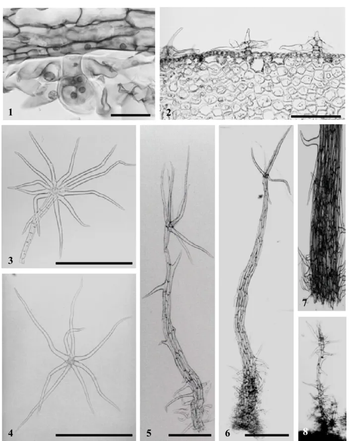 Figure 1 – 8. Types of trichomes found on Solanum cernuum Vell. leaves. 1 - Glandular trichome; 4-celled head; uniseriated stalk  (scale bar = 10  m)
