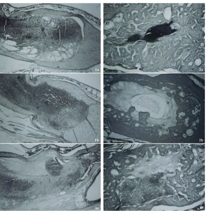 Figure 1. After 24 h. Groups: Control (1a) rifamycin (1b) and TTO (1c). Middle third of the socket presents clot, exudate and  leukocyte infi ltration (objective 20 x).