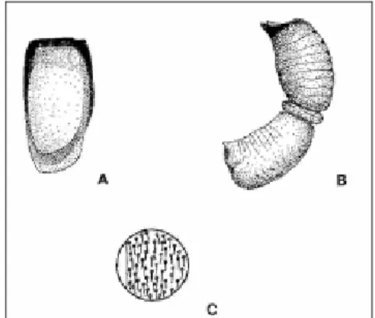 Fig. 1.  Nephus (Sidis) hiekei: Dorsal aspect (A) and  shape (C) of the elytra and spermatheca (B)