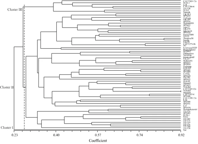 Figure 2 - UPGMA clustering of oriental tobacco genotypes based on Jaccard’s similarity coefficient by using SSR data