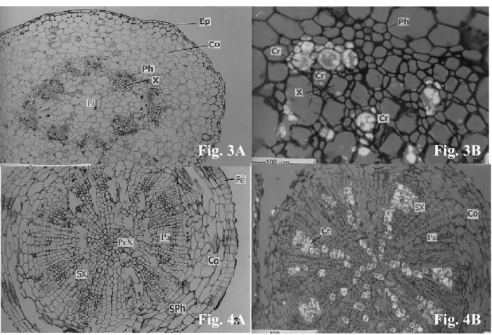 Fig. 3A Fig. 3B