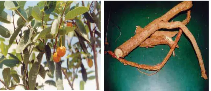 Figure 2.1. Macroscopic aspect of the fruit and leaves of  Brosimum gaudichaudii Trécul