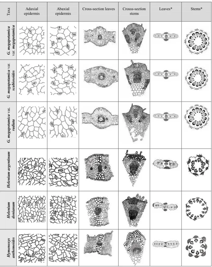 Figure 1. Comparative anatomical  features on “botones de oro” of the medicinal folk in Argentina (* symbology after Metcalfe 