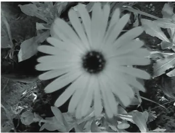 Figure  2.  Calendula lower of the ligulate shape with a brown  centre (LBC), cultivated in the experimental plot at Unochapecó  (Chapecó-SC).