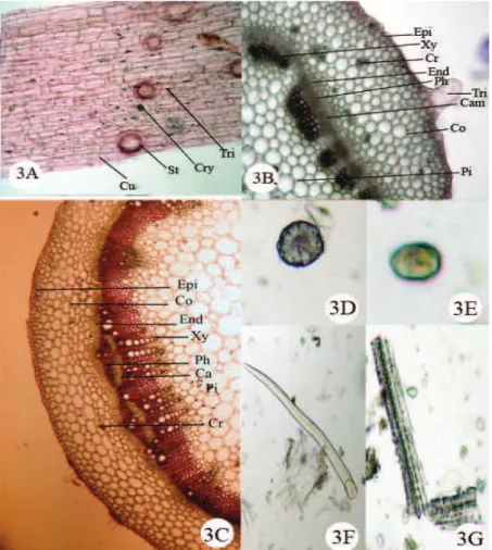 Figure  3.  Microscopic  and  physicochemical  markers  of Trianthema  decandra  L., Aizoaceae