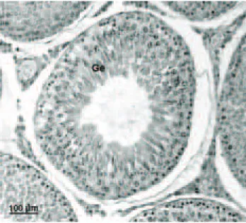 Figure 4. Cross section of the epididymis head of M. glomerata  extract-treated  Wistar  rats,  showing  normal  epithelium  lining  with sterocilia (arrow) and spermatozoa in the lumen (asterisk).