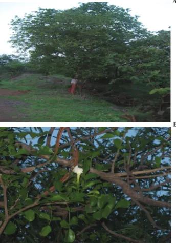 Figure 1. Dolichandrone falcata Seem., Bignoniaceae. A. 