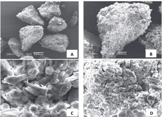 Figure 5. Photomicrographies of the granules of A. satureioides  spray dried powder magnii ed at (A) 33X, (B) 70X, (C) 250X, and  (D) 1000X.
