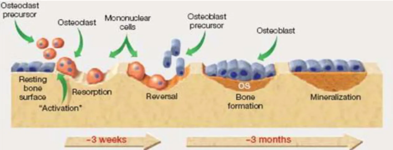 Figure 1.1- The bone remodeling process.  Recruited osteoclasts are responsible for bone resorption and later for  recruitment of osteoblast, to initiate bone formation