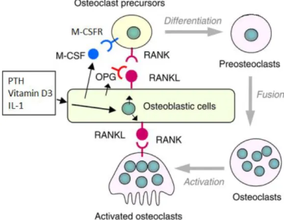 Figure 1.3 - Regulation os osteoclast differentiation  and  function  by  osteoblasts