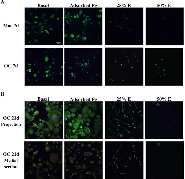 Figure  3.2  -  Fg  extracts  decrease  viability  of  primary  macrophages  and  osteoclasts
