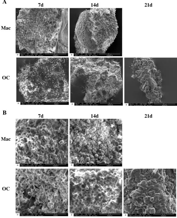 Figure  3.4  -  Fg-3D  scaffold  degradation  and  cell  ultrastructure.  Fg-3D  scaffolds  were  seeded  with  monocytes,  that were allowed to differentiate into macrophages or osteoclasts, for 7, 14 or 21 days, as indicated