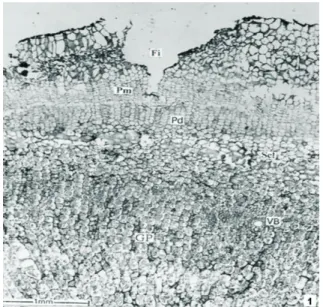 Figure 2. Transeverse section of tubers; Vascular bundle enlarged  (Ca-Cambium; Pa- Parenchyma cells; Ph-Phloem; X-Xylem).