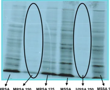 Figure  4.  Analysis  of  staphylococcal  protein  synthesis. 