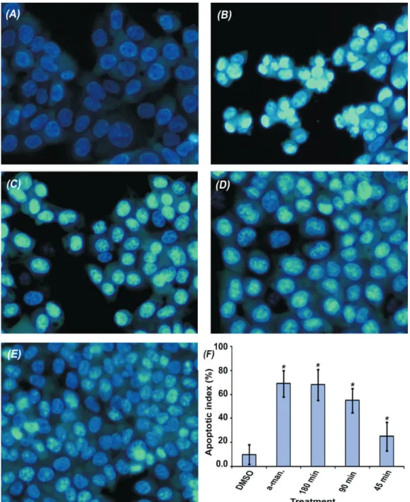 Figure 4. Effect on nuclear morphology of HCT 116 cells. Untreated cells (a), and the treated cells with; α-mangostin (b), the extract  for 180 min (c), 90 min (d), 45 min (e) and a bar chart showing the apoptotic index of each treatment (f) (* indicates p