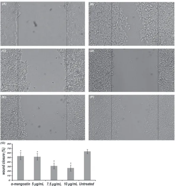 Figure 5.  Effect on cell migration ability of HCT 116 cells. Zero time (a), and the cells after 18 h; untreated cells (b), α-mangostin at  5 µg/mL (c), the extract at 10 µg/mL (d), the extract at 7.5 µg/mL (e), the extract at 5 µg/mL (f) and a bar chart s