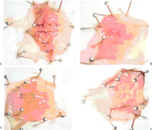 Figure 4. Open excised stomach in ethanol induced gastric lesions model. a. toxicant: gastric lesions induced by ethanol 96% at 5 mL/