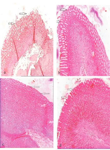 Figure  6.  Histopathological  examination  of  open  excised  stomach in ethanol induced gastric lesions model; a