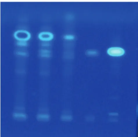 Figure 1. The HPTLC plate of Jinshenkang. From left to right,  the  three  irst  spots  are  the  product  in  different  concentrations  (1,  total  extract;  2,  1:2  total  extract/ethyl  acetate;  3,  1:5  total  extract/ethyl acetate) and the last two