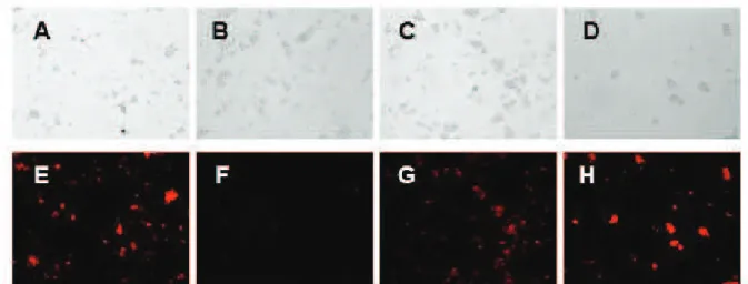 Figure  5.  Inhibition  of  R6G  efflux  in  strain  AD124567  by  BRP-1. The efflux of R6G was measured after incubation of  the cells in the presence of different concentrations of BRP-1  as  described  in  the  Material  and  Methods