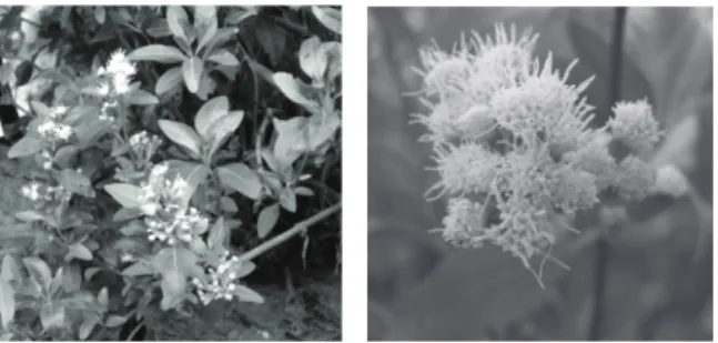 Figure  1.  Photos  of  A.  glabrata  by  Dr.  Rosa  E.  del  Río.  The  rhomboid-shaped leaves and lower grouping are clearly visible.