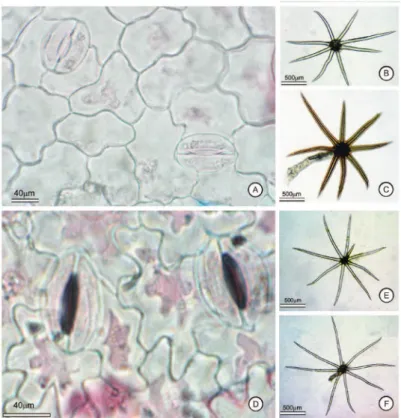 Figure 1. Solanum torvum Sw. (Agra &amp; Nurit 6758). A e D. Epidermis and stomata (anisocytic and anomocytic), in face view: A