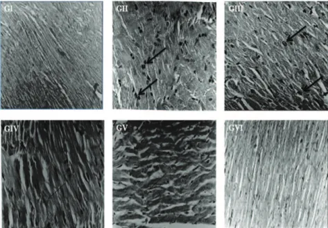 Figure  1. Effect  of  aqueous  extract  of Bombax  ceiba  L., Malvaceae, l owers on myocardial morphology: (GI) Control rat heart  showed normal structure