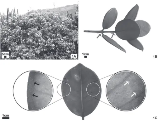 Figure  1. Aspects  of Eugenia  rotundifolia  morphology. A:  Habit  of  a  “Restinga  de  Grumari”  specimen
