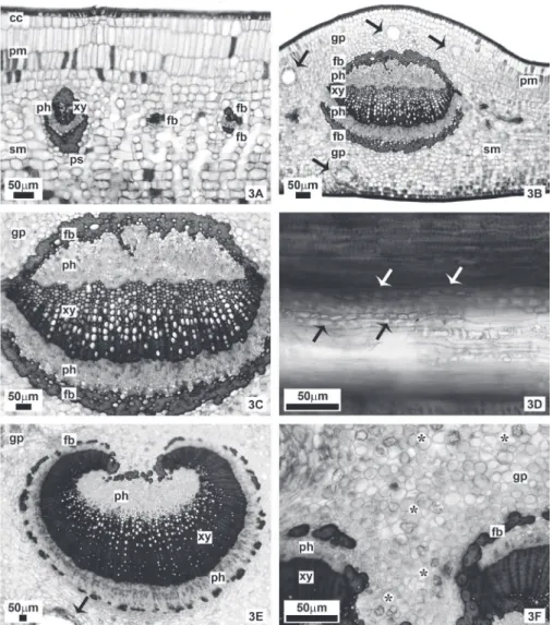Figure  3. Aspects  of Eugenia rotundifolia  leaf anatomy. A:  Intercostal region in  transversal section showing  vascular bundles